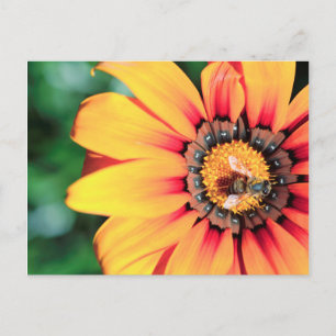 Carte Postale Pollen de close-up extrême de A Bee Collecting