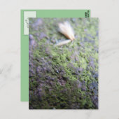 Carte postale - pollen et mousses (Devant / Derrière)