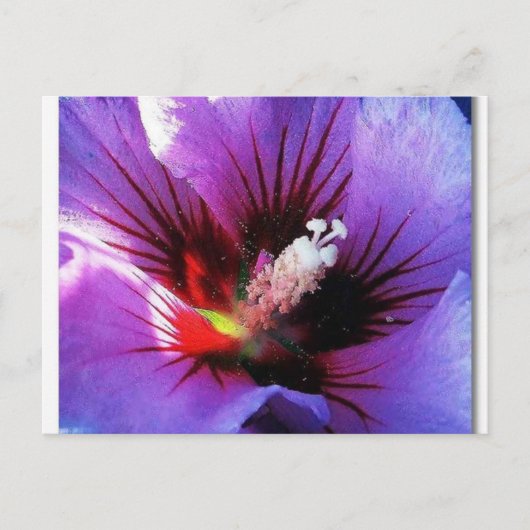 Carte Postale pollen revisité (Devant)