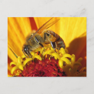 Carte Postale Pollinisation des abeilles
