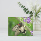 Carte postale Pollinisation papillon (Debout devant)