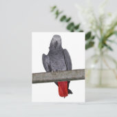 Carte postale Polly (Debout devant)