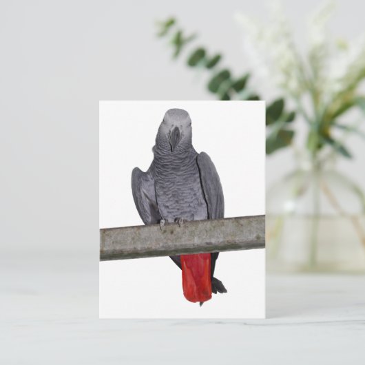 Carte postale Polly (Debout devant)