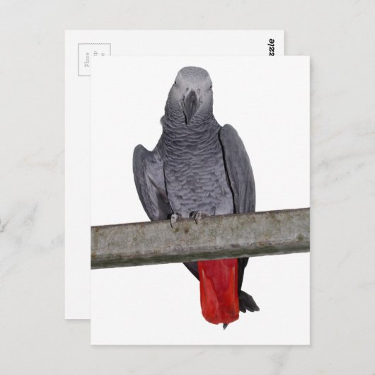 Carte postale Polly (Devant / Derrière)