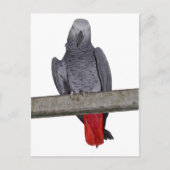 Carte postale Polly (Devant)