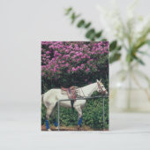 Carte Postale Polo Pony attend Chukker (Debout devant)