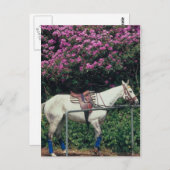 Carte Postale Polo Pony attend Chukker (Devant / Derrière)