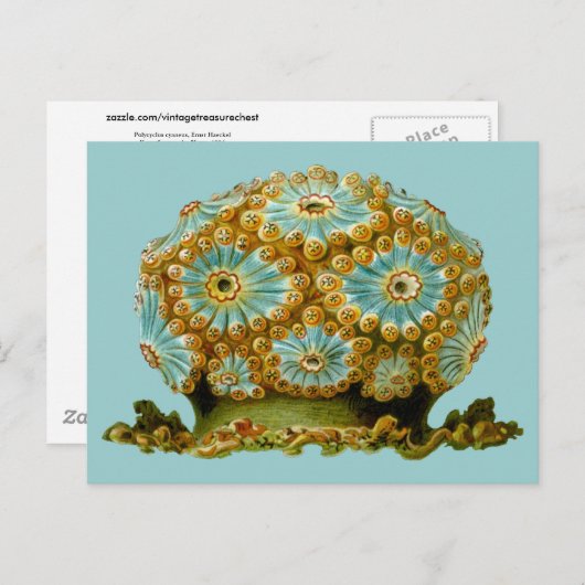 Carte Postale Polycyclus cyaneus Ernst Haeckel Fine Art (Devant / Derrière)