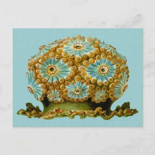 Carte Postale Polycyclus cyaneus Ernst Haeckel Fine Art (Devant)