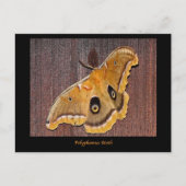 Carte Postale Polyphemus Moth (Devant)