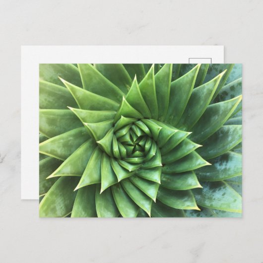 Carte Postale Polyphylla d'Aloe Verte (Devant / Derrière)