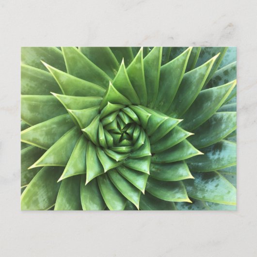 Carte Postale Polyphylla d'Aloe Verte (Devant)