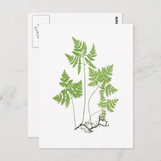 Carte Postale Polypodium dryopteris (Devant / Derrière)