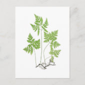 Carte Postale Polypodium dryopteris (Devant)