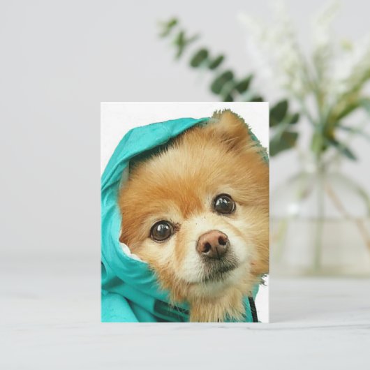 Carte Postale Pom Raincoat (Debout devant)