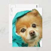 Carte Postale Pom Raincoat (Devant / Derrière)