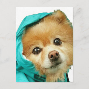 Carte Postale Pom Raincoat