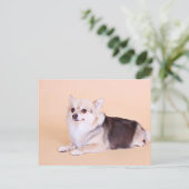 Carte Postale PomChi - Kita (Debout devant)