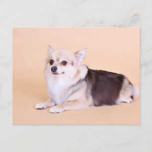 Carte Postale PomChi - Kita