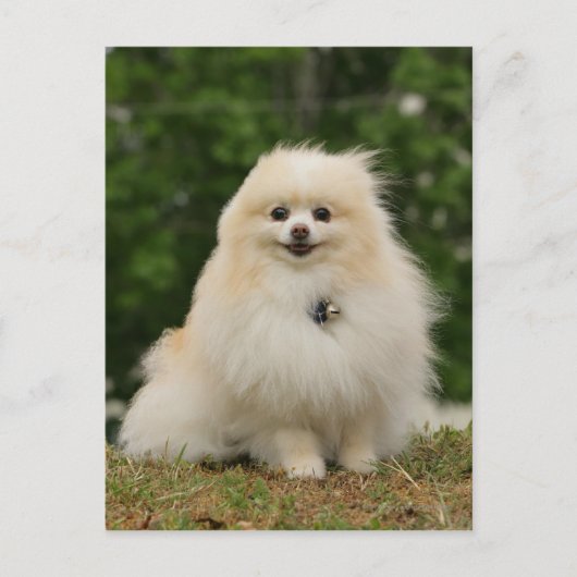 Carte Postale Pomeranian assis (Devant)