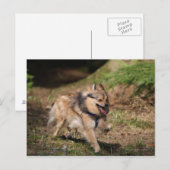 Carte Postale Pomeranian fonctionnant avec le harnais dessus (Devant / Derrière)