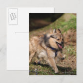 Carte Postale Pomeranian fonctionnant avec le harnais dessus (Devant / Derrière)