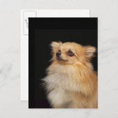 Carte Postale Poméranian looking up on black (Devant / Derrière)