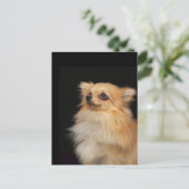 Carte Postale Poméranian looking up on black (Debout devant)
