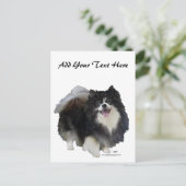 Carte Postale Pomeranian noir (Debout devant)