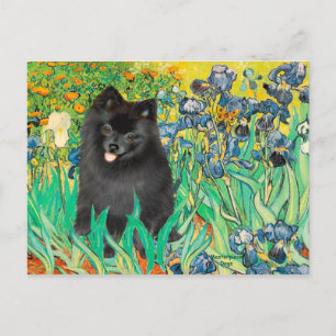 Carte Postale Pomeranian (noir) - Iris