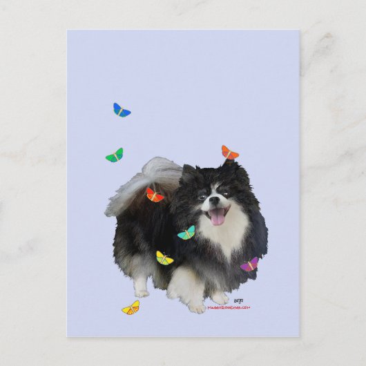 Carte Postale Poméranie avec Papillons (Devant)
