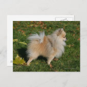 Carte Postale Poméranie debout (Devant / Derrière)