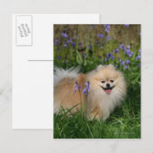 Carte Postale Poméranie debout regardant la caméra (Devant / Derrière)