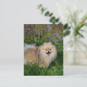 Carte Postale Poméranie debout regardant la caméra (Debout devant)