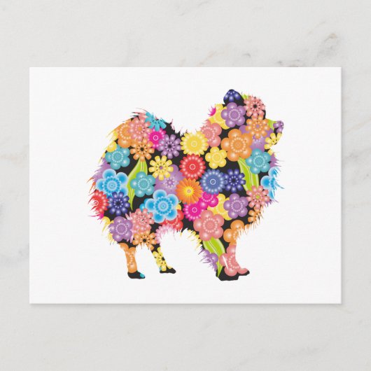 Carte Postale Poméranien (Devant)