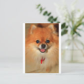 Carte Postale Poméranien (Debout devant)