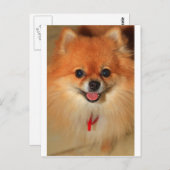 Carte Postale Poméranien (Devant / Derrière)