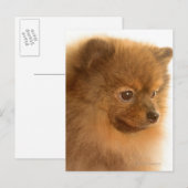 Carte Postale Poméranien (Devant / Derrière)