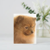 Carte Postale Poméranien (Debout devant)