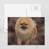 Carte Postale Poméranien (Devant / Derrière)