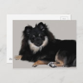Carte Postale Poméranien (Devant / Derrière)