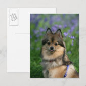 Carte Postale Poméranien dans l'herbe (Devant / Derrière)