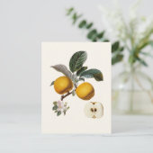 Carte Postale Pomme (Debout devant)