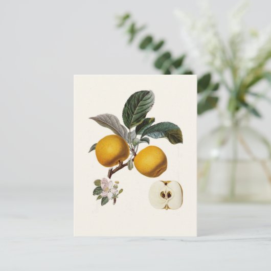 Carte Postale Pomme (Debout devant)