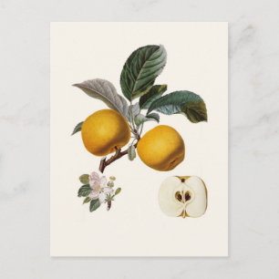 Carte Postale Pomme