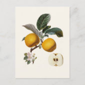 Carte Postale Pomme (Devant)