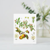 Carte Postale Pomme (Debout devant)