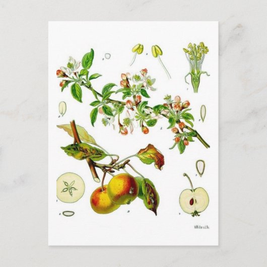 Carte Postale Pomme (Devant)