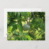 Carte Postale Pomme Cannelle - Martinique, FWI (Devant / Derrière)