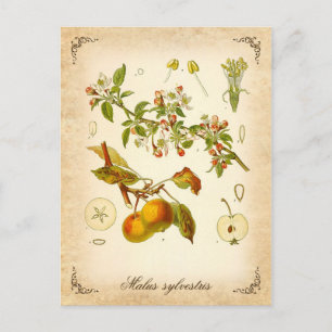 Carte Postale Pomme de crabe - illustration vintage